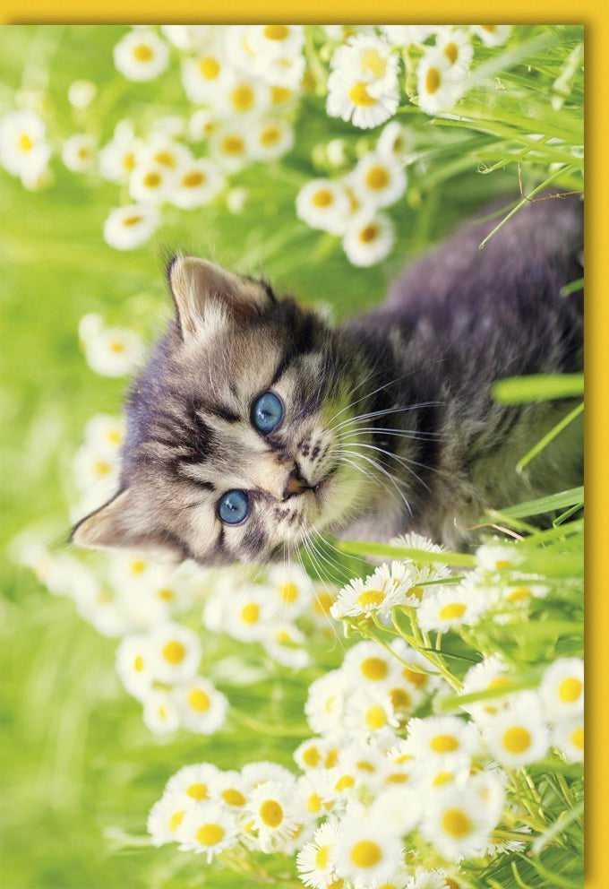 Blankokarte Kätzchen & Blumen: Süßes Katzenmotiv mit zarten Blüten für persönliche Frühlings- & Sommergrüße an Tierliebhaber