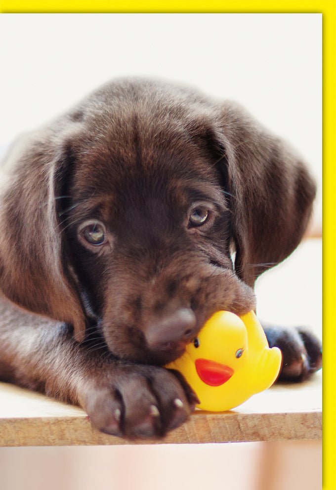 Blankokarte Labrador Welpe mit Quietscheente – Süßes Design in Gelb & Braun, ideal für Hundeliebhaber & alle Anlässe, inkl. Kuvert