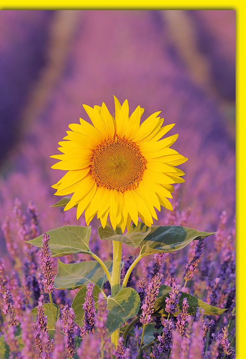 Blankokarte Sonnenblume im Lavendelfeld – Naturmotiv in leuchtenden Gelb- und Lilatönen, ohne Text