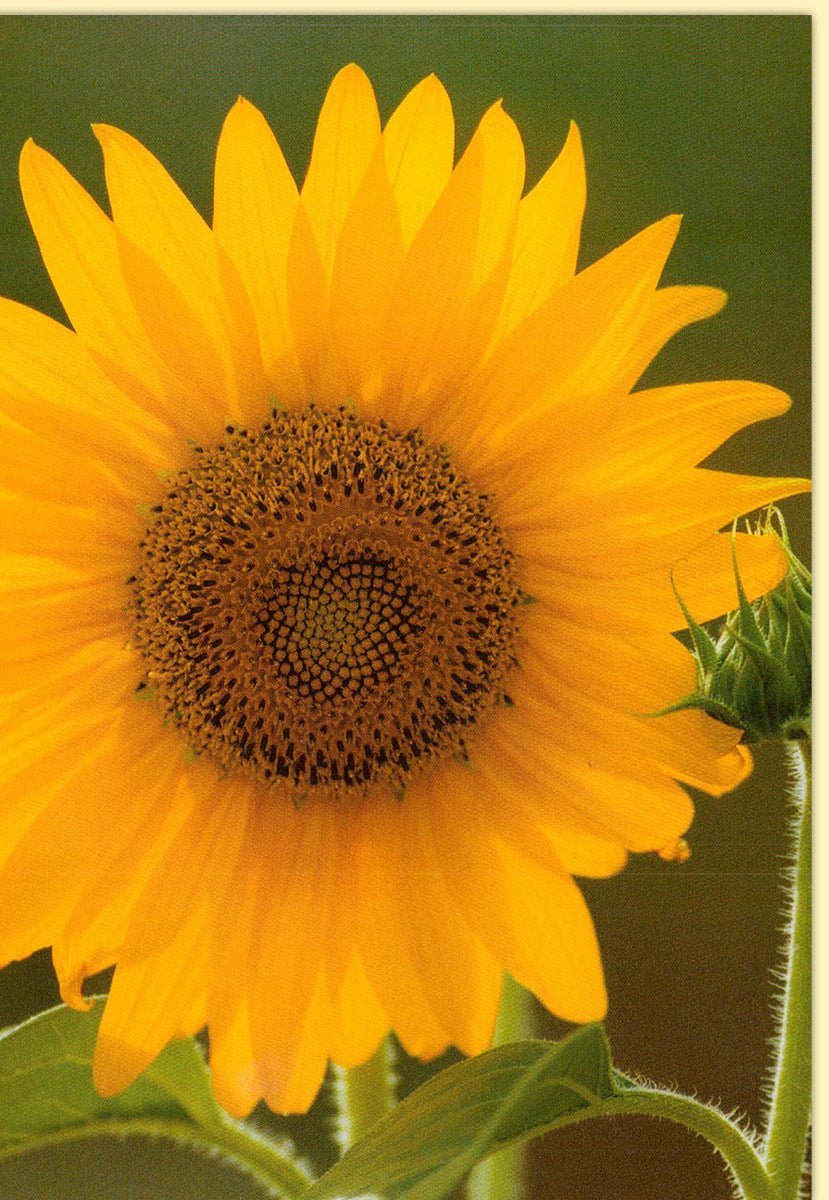 Blanko-Grußkarte mit Sonnenblume & grünem Hintergrund: Vielseitig für jeden Anlass – Persönliche Botschaften, passendes Kuvert