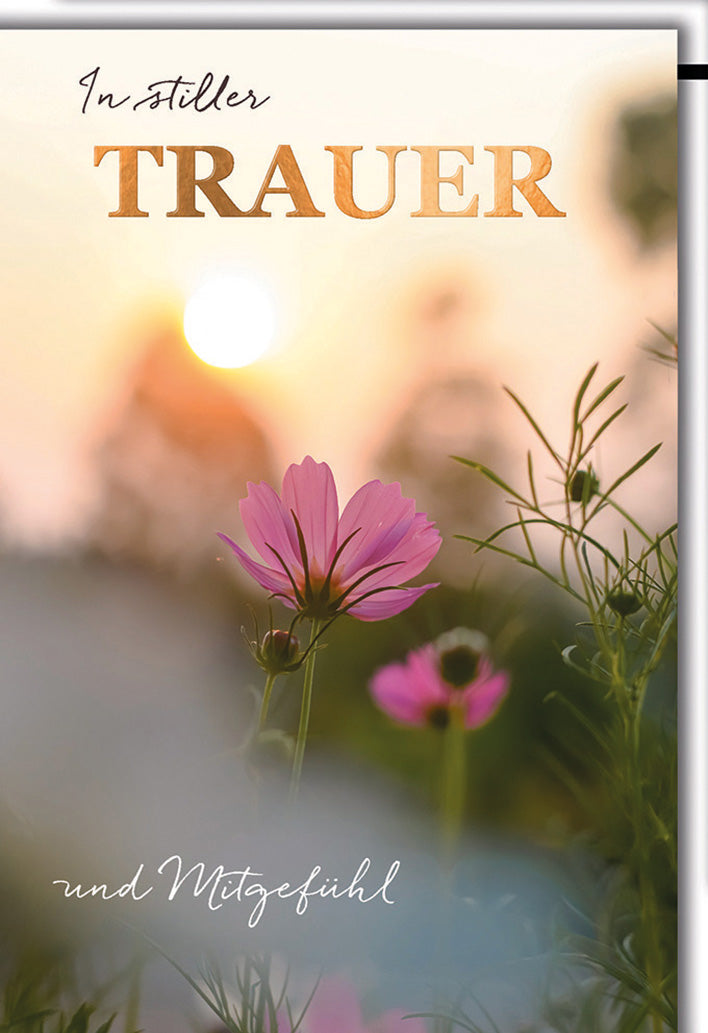 Trauerkarte Stille: Rosa Cosmea-Blüte im warmen Sonnenlicht, elegante Typografie